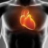 心臓の位置は左胸ではない？痛みや病気のサインについて